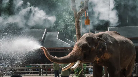 云南西双版纳交通攻略：飞机高铁大巴+市区与景区交通全指南   (12)