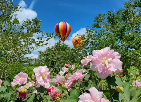 西双版纳热带植物园怎么玩？完整攻略含门票/路线/夜游/避坑指南