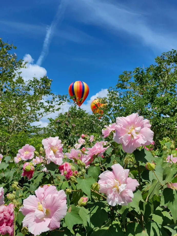 植物园热气球