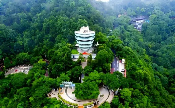 南山一棵树