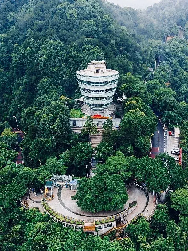 南山一棵树