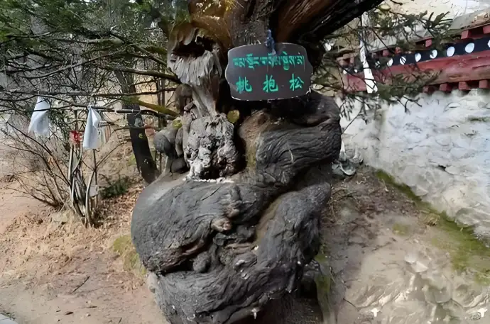 桃抱松