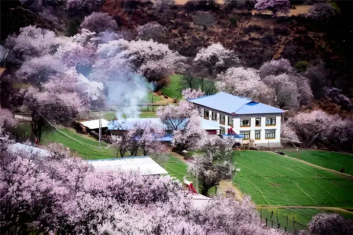 桃花季