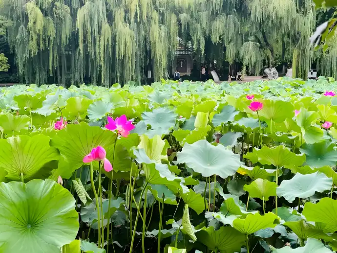 翠湖公园夏季荷花