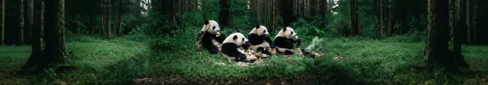 熊猫基地游玩攻略：最佳参观时间与避开人流的实用建议指南