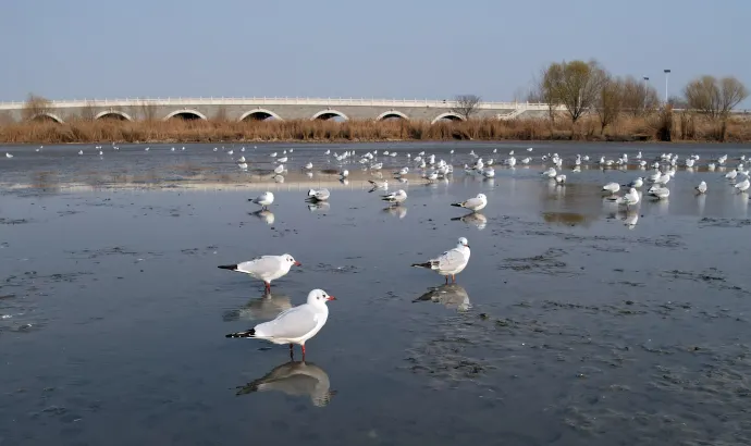 采桑湖