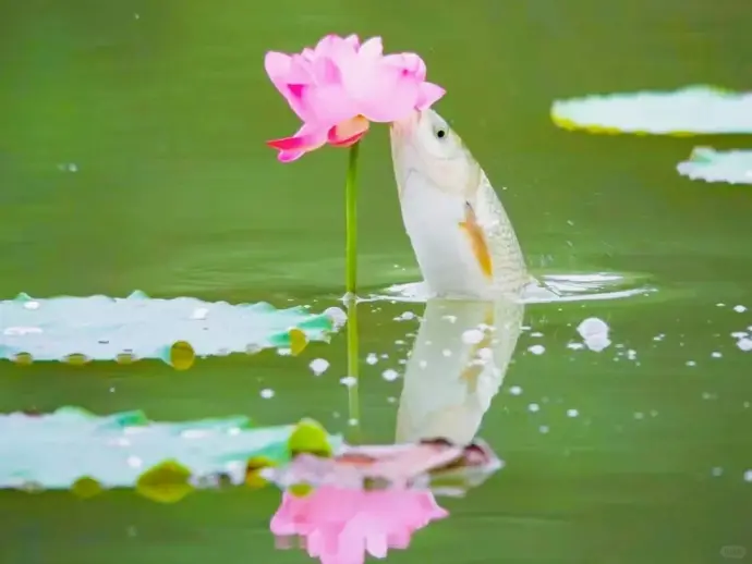 君山荷花
