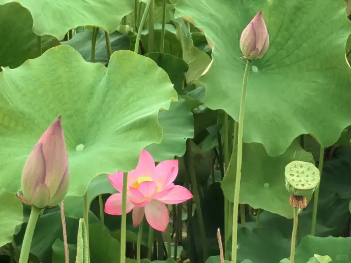 君山荷花