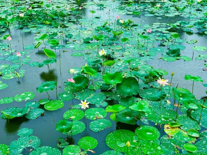 野生荷花世界