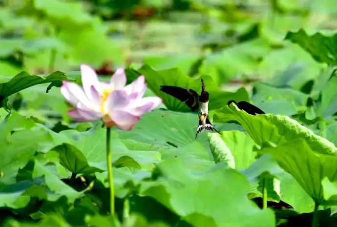 君山荷花