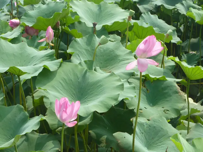 君山野生荷花世界