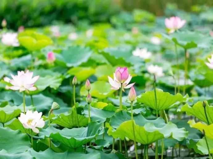 君山荷花