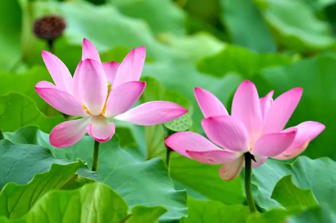 君山荷花