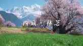 林芝桃花探秘：粉色花海中，你能找到自己的影子吗？